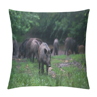 Personality  Wild Hogs After Dusk In The Forest, Rooting Pillow Covers