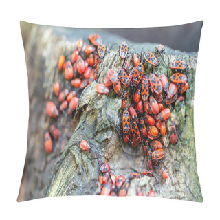 Personality  Close-up View Of Many Firebugs Pyrrhocoris Apterus On Tree Stub. Details Of Beautiful Red Beetles Colony Pillow Covers