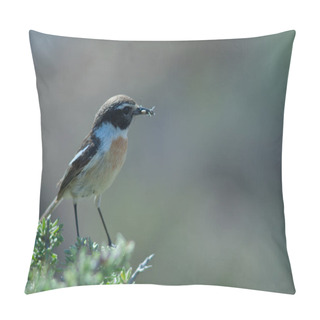 Personality  Canary Islands Stonechat With Food For Its Chicks. Pillow Covers
