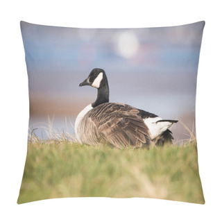 Personality  Canada Goose, Branta Canadensis Pillow Covers