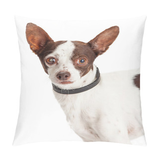 Personality  Chihuahua Dog With One Blind Eye Pillow Covers