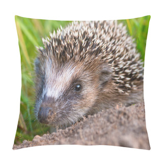 Personality  Hedgehog Baby Close Up Pillow Covers