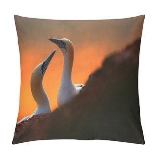 Personality  Northern Gannets With Evening Sun Pillow Covers