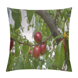 Personality  Prunus Persica Nucipersica Tree Branches Full Of Red Fruits, Ripening Smooth Skin Peaches On The Tree, Summer Season Pillow Covers