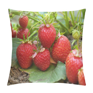Personality  Bush Of Strawberry Pillow Covers
