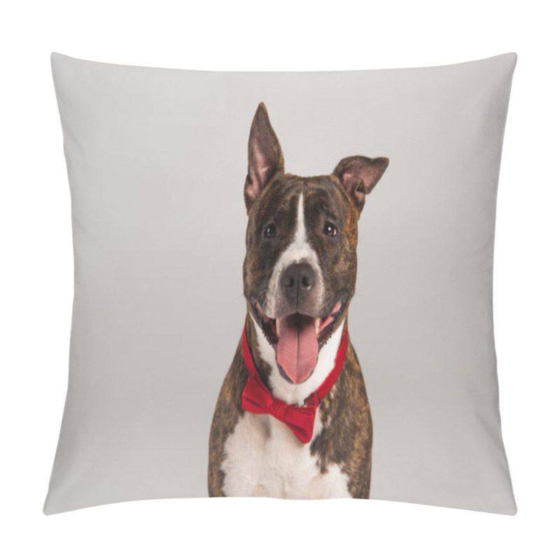 Personality  purebred staffordshire bull terrier in red bow tie isolated on grey  pillow covers