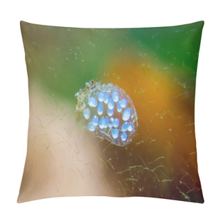Personality  Aquarium Snail Offspring In Eggs Caviar Pillow Covers