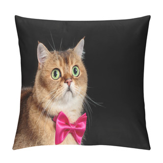 Personality  Portrait Of Cute Face Of British Shorthair Cat In Bow Tie On Black Background. Copy Space Pillow Covers