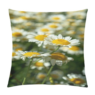 Personality    Flowering Marguerites In A Flowerbed In Summer                               Pillow Covers