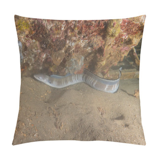 Personality  Moray Eel Mooray Lycodontis Undulatus In The Red Sea, Eilat Israel Pillow Covers