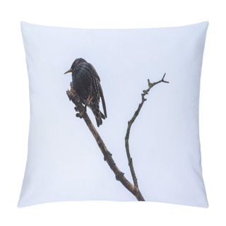 Personality  A Close-up Capture Of A Striking Jackdaw Perched Gracefully On A Leafless Branch, Showcasing The Birds Charm Against The Backdrop Of A Winter Landscape. Winter Jackdaw On Bare Branch. High Quality Pillow Covers