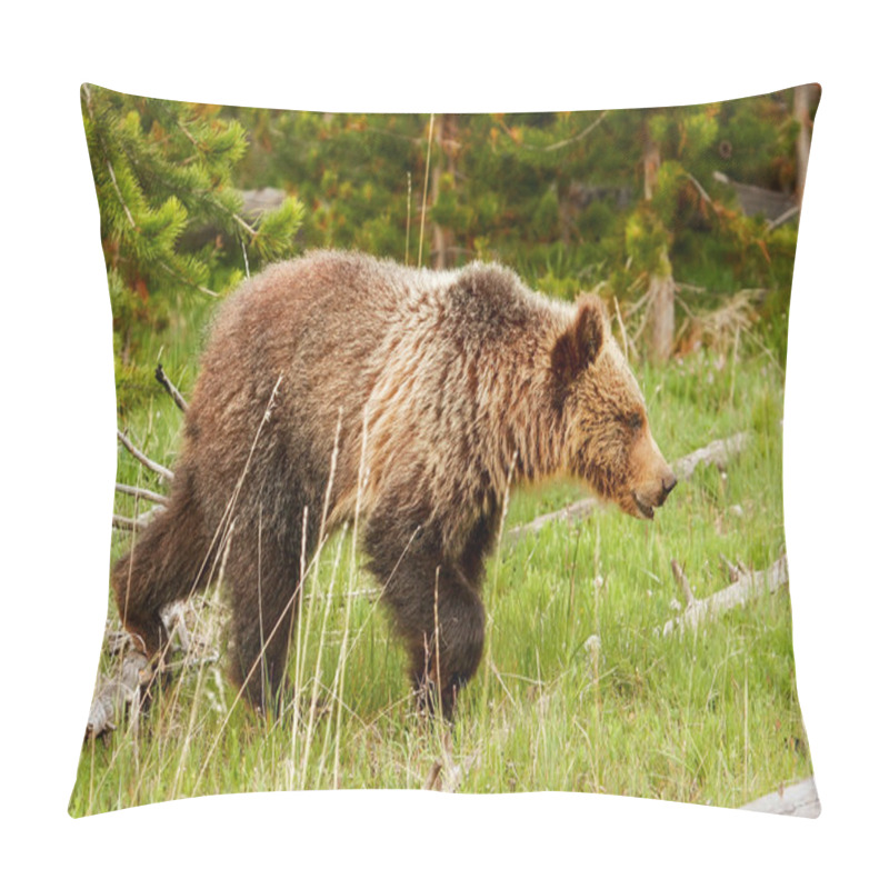 Personality  Young Grizzly bear in Yellowstone National Park, Wyoming pillow covers