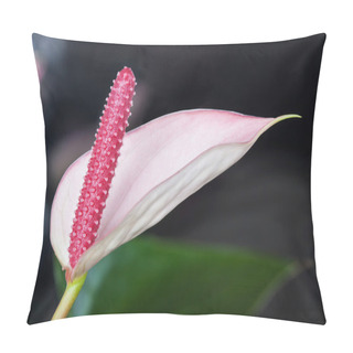 Personality  Close Up Of Flamingo Flower Pillow Covers
