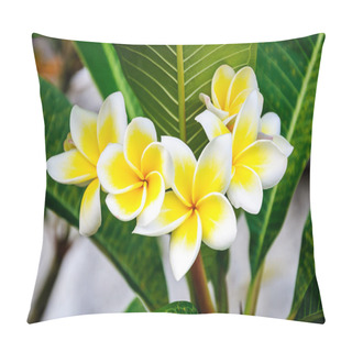 Personality  Plumeria Flowers Pillow Covers