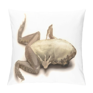 Personality  Frogs White Background, Close-up, Macro Photos Pillow Covers
