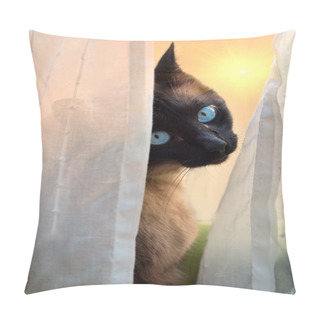 Personality  Look Of A Siamese Cat Pillow Covers