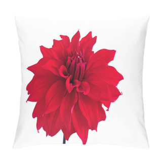 Personality Dahlia Babylon Red Variety Dinnerplate Class Isolated On White Background Pillow Covers