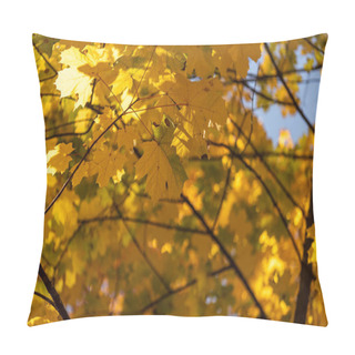 Personality  Close Up View Of Autumnal Tree With Golden Foliage On Blue Sky Background Pillow Covers