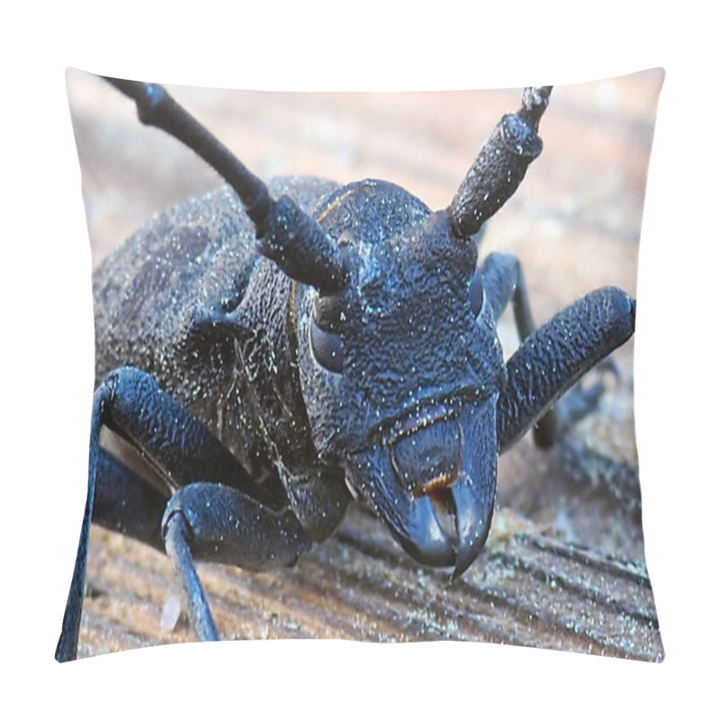 Personality  Very Close Up Shot Of An Oak Capricorn (longiformes Species) Pillow Covers