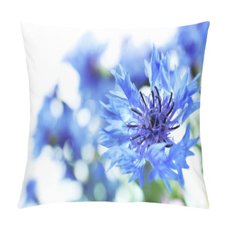 Personality  Beautiful Small Cornflowers Close Up Pillow Covers