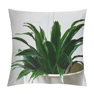 Personality  Dracaena Compacta Young Plant In A White Flower Pot Close-up, Home Gardening And Connecting With Nature Pillow Covers