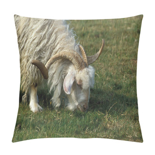 Personality  Angora Goat, Breed Producing Mohair Wool, Billy Goat   Pillow Covers
