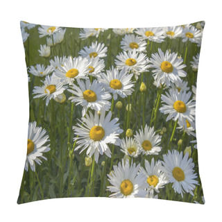 Personality  Marguerite (Leucanthemum Vulgare) Pillow Covers
