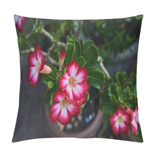 Personality  Closeup Of Desert Rose Tropical Flower, Also Called Impala Lily, Mock Azalea, Pink Adenium. Plants With Beautiful Flowers. Colorful  Red And White Flower Bloom With A Day Light. Floral Background. Pillow Covers