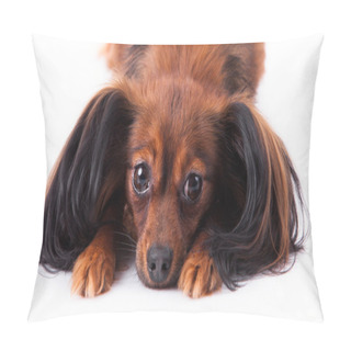 Personality  Russian Toy Terrier Pillow Covers