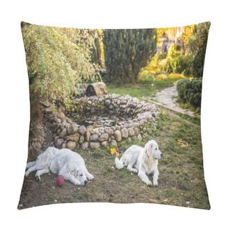 Personality  Two Big White Dogs Are Walking Outdoor. Tatra Shepherd Dog. Pillow Covers