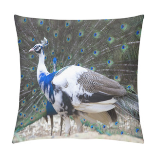 Personality  Beautiful Peacocks With Outspread Feathers Pillow Covers