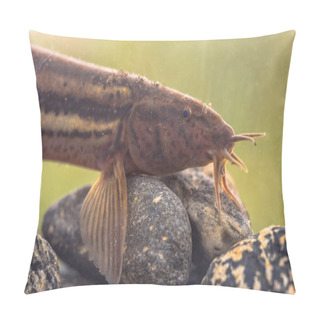 Personality  Weather Loach (Misgurnus Fossilis) Portrait In Natural Habitat Pond. Underwater Shot In The River. Wildlife In Nature. Underwater Photography Of Weatherfish In Natural Habitat With Blurred Background. Pillow Covers