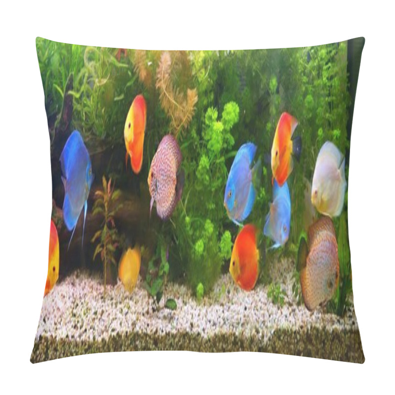 Personality  Discus (Symphysodon), multi-colored cichlids in the aquarium, the freshwater fish native to the Amazon River basin pillow covers