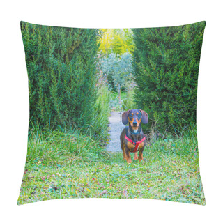 Personality  Photo Of Funny Dachshund Dog. Dachshund With His Harness Looking At Camera In An Outdoor Park Garden . Pillow Covers