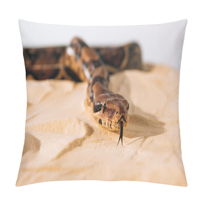 Personality  Selective focus of python with sticking out tongue on sand on grey background pillow covers