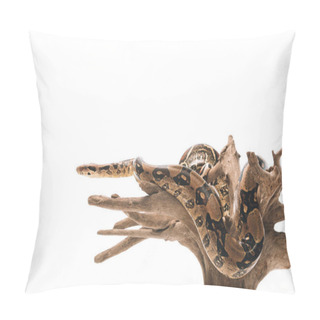 Personality  Python On Wooden Log Isolated On White Pillow Covers