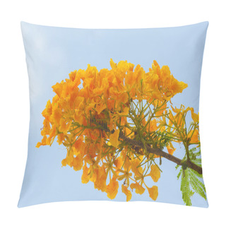 Personality  Beautiful Peacock Flowers With Blue Sky,Thailand Pillow Covers