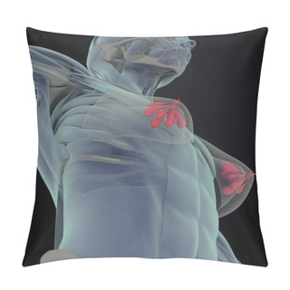 Personality  Female Breast Anatomy Model Pillow Covers