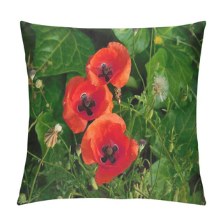 Personality  Red Or Common Poppies, Or Papaver Rhoeas, Wild Flowers In The Spring Pillow Covers