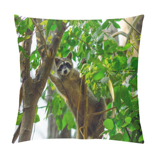 Personality  Raccoon Looking At Camera Pillow Covers