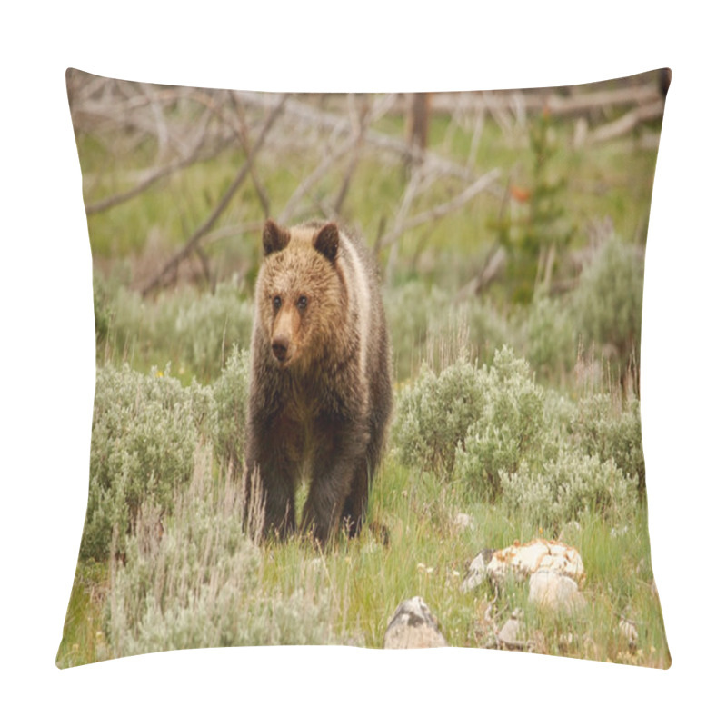 Personality  Young Grizzly bear in Yellowstone National Park, Wyoming pillow covers