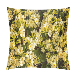 Personality  Primrose - Primula Vulgaris Small Plant With Yellow Flowers Among Rocks Leaves Litter In The Spring Or Summer Garden Pillow Covers