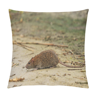 Personality  Gray Rat On The Lake Of Waste Pillow Covers