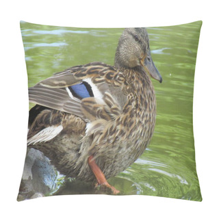 Personality  Beautiful Duck Stands In The Water Near The Shore Pillow Covers