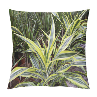 Personality  Bi-color Plant Dracaena Fragrans Decorative Home Slow Growing Shrub Pillow Covers