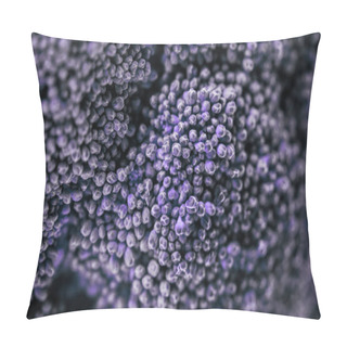 Personality  Close-up Shot Of Violet Broccoli Cabbage Florets Pillow Covers