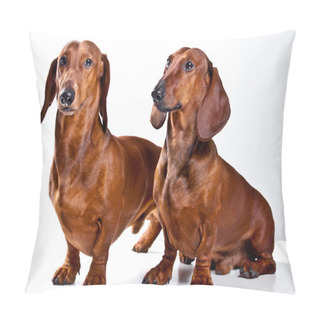 Personality  Two Short Haired Dachshund Dogs Isolated Over White Background Pillow Covers