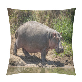 Personality  Hippo On River Bank Turns Towards Camera Pillow Covers