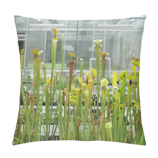 Personality  Sarracenia Flava, The Pitcher Plant And Sarracenia Leucophylla, Carnivorous Pillow Covers