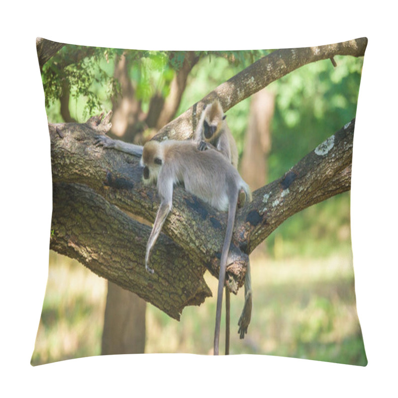 Personality  Pair Of Tufted Gray Langur Monkeys Resting On A Tree, Grooming Each Other. Pillow Covers